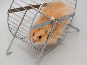 weight loss hamster
